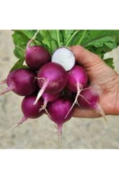 20 Adet Tohum Organik Hobi Balkon Mor Peynir Turp Tohumu Hediye Tohumlu - 1