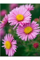 50 Adet Tohum Nadir Pembe Karışık Dilber Kirpiği Çiçek Tohumu Saksı Topraklı - 1