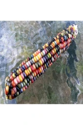 30 Adet Tohum Renkli Gökkuşağı Mısır Hint Mısırı Tohumu Hediye Tohumla - 1