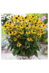 50 Adet Tohum Sarı Renk Afrika Papatyası Tohumu Mezarlık Çiçeği Tohumlar - 1