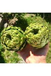 50 Adet Tohum Organik Köy Tohumu Enginar Tohumu Yeni Hasat Büyük Boy - 1