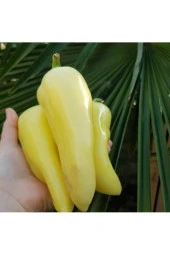 100 Adet Tohum Nadir Beyaz Kapya Biber Tohumu Yeni Hasat Biber Tohum - 1