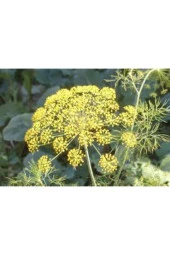 10 Adet Tohum Nadir Tarhana Otu Tohumu Organik Nadir Tarhana Otu Tohumu - 1