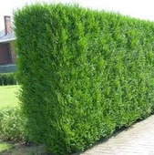 50 Adet Tohum Süper Paket Çit Mazı Tohumu Kaliteli Organik Tohumludur - 2