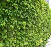 150 Adet Tohum Organik Köy Amerikan Sarmaşık Duvar Sarmaşık Tohumu - 2