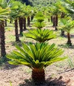 4 Adet Tohum Nadir Bulunan Skas Cykas Palmiye Tohumu Yeni Hasat V thumbnail 1