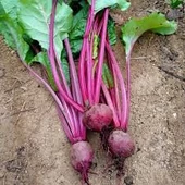 50 Adet Tohum Organik Hobi Bahçe Kırmızı Pancar Tohumu Kaliteli Hasat Dayanıklı - 2