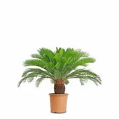 4 Adet Tohum Nadir Bulunan Skas Cykas Palmiye Tohumu Yeni Hasat V thumbnail 2