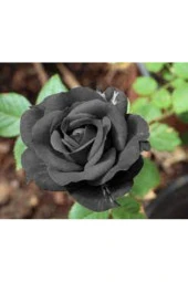 10 Adet Tohum Halfeti Siyah Gül Tohumu Asillerin Gülü Siyah Tohum - 1
