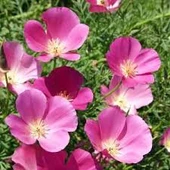 10 Adet Tohum Nadir Bulunan Pembe Acem Borusu Ağaç Sarmaşık Tohum Saksı Topraklı - 1