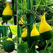 50 Adet Tohum Nadir Japon Sarı Yeşil Süs Kabak Tohumu Saksı Toprak Hediyeli - 2