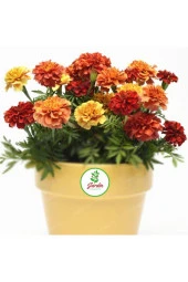 10 Adet Tohum Mis Kokulu Kadife Çiçeği Tohumu Mezarlık Kabristan Kabir Çiçeği Hediye Tohum - 1