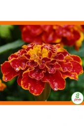 10 Adet Tohum Mis Kokulu Kadife Çiçeği Tohumu Mezarlık Kabristan Kabir Çiçeği Hediye Tohum - 3