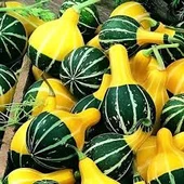 50 Adet Tohum Nadir Japon Sarı Yeşil Süs Kabak Tohumu Saksı Toprak Hediyeli - 3