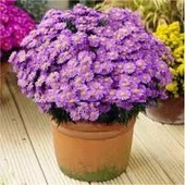 20 Adet Tohum Dilber Kirpiği Çiçek Tohumu Hobi Bahçe Balkon Çiçeği Tohumu Saksı Toprak Hediye thumbnail 2