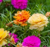 25 Adet Tohum Organik Katmerli Ipek Çiçeği Tohumu Katmerliipek Çiçek Tohum Mezarlık Kabir Çiçek Tohu - 2