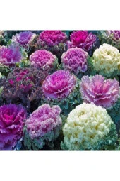 20 Adet Tohum Organik Bahçe Karışık Renkli Nadir Süs Lahanası Çiçeği Tohumu Hobi Bahçe Lahana Çiçeği - 1