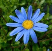 50 Adet Tohum Organik Japon Mavi Papatya Tohumu Orjinal Tohum Saksı Toprak Hediyemiz thumbnail 3