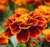 100 Adet Tohum Organik Bahçe Kadife Çiçeği Tohumu Mis Kokulu Köy Çiçeği Tohumu Mezarlık Çiçeği Tohum - 1