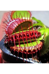 10 Adet Tohum Organik Saksılık Tropikal Etobur Etçil Sinek Kapan Sinek Çiçeği Tohumu Saksı Topraklı - 1