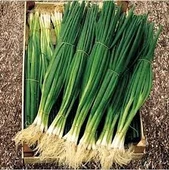 200 Adet Tohum Organik Orjinal Yeşil Roka Tohumu Yeni Mahsul Tohum Saksılık Bahçelik Saksı Toprak - 2