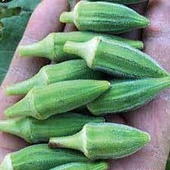 50 Adet Tohum Uzun Tip Hobi Balkon Bamyası Adana Yerli Bamya Tohumu Sürpriz Hediye thumbnail 2