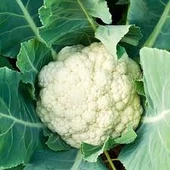 250 Adet Tohum Nadir Kar Beyazı Karnıbahar Tohumu Organik Ata Tohum Sürpriz Hediyeli thumbnail 1