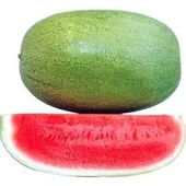 30 Adet Tohum Organik Ithal Yeni Hasat Çarliston Gray Charliston Gray Tarla Dev Karpuz Tohumu - 1