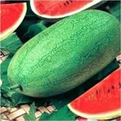 10 Adet Tohum Nadir Hobi Bahçe Charliston Gray Çarliston Gray Karpuz Tohumu Organik Bahçe Saksı Topr - 1