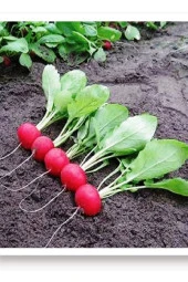 100 Adet Tohum Organik Yeni Mahsul Kaliteli Orjinal Yerli Hobi Bahçe Köy Tohumu Hediye Tohumlu - 1