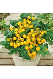 50 Adet Tohum Nadir Organik Bahçe Sarı Mini Çeri Domates Tohumu Saksı Toprak Hediyemiz - 1