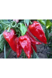 25 Adet Tohum Nadir Kırmızı Etli Kapya Kebaplık Biber Tohumu Yeni Sezon Tarla Biberi Tohumu - 1