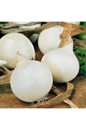 200 Adet Tohum Tatlı Beyaz Kuru Soğan Tohumu Yeni Mahsul Beyaz Soğan Tohumları Organik Bahçe - 1
