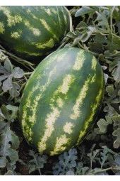 100 Adet Tohum Nadir Tatlı Dev Diyarbakır Organik Karpuz Tohumu Hediye Tohumludur - 1