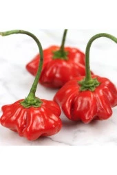 20 Adet Tohum Nadir Kırmızı Gül Biberi Biber Tohum Saksılık Biber Tohumları Saksı Toprak Hediye - 1