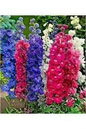 25 Adet Tohum Nadir Hazeran Hazaran Çiçeği Tohumu Organik Yeni Sezon Taze Saksı Toprak Hediyemiz - 1