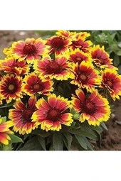 50 Adet Tohum Nadir Kırmızı Ay Yıldız Ayyıldız Çiçeği Tohumu Saksı Topraklıdır - 1