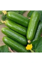 20 Adet Tohum Organik Bahçe Sırık Salatalık Tohumu Taze Sırık Yeşil Salatalık Tohumu - 1