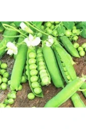 20 Adet Tohum Organik Orjinal Geleneksel Bezelye Tohumu Saksı Toprak Hediyemizdir - 1