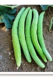 100 Adet Organik Acur Yeşil Tohumu Acur Salatalık Sürpriz Hediye Sebze Tohumlu - 1