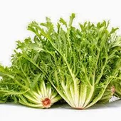 2000 Adet Tohum Nadir Hindiba Hindibağ Tohumu Hindi Bağı Tohumu Organik Bahçe Sürpriz Hediye Tohumlu - 2