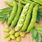 30 Adet Tohum Eko Paket Yerli Sakız Bakla Tohumu Adet Tohum Sürpriz Hediye Tohum thumbnail 2