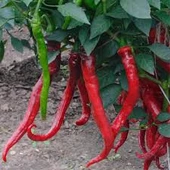 50 Adet Tohum Eko Paket Şili Biberi Tohumu Çok Acı Chili Biberi Tohumu Sürpriz Hediye Sebze Tohumu thumbnail 2