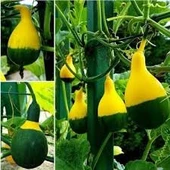 10 Adet Nadir Siyah Sarı Kabak Yeni Tohum Tropikal Süs Kabağı Tohumu Saksı Toprak Hediyemizdir - 1