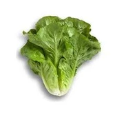 200 Adet Tohum Organik Yedikule Marul Tohumu Yedikule Marulu Göbekli Marul Sürpriz Hediye Tohumludur thumbnail 1