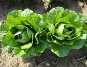 300 Adet Tohum Organik Yedikule Marul Tohumu Yedikule Marulu Göbekli Marul Sürpriz Hediye Tohumludur thumbnail 1