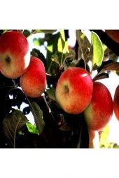 25 Adet Tohum Amasya Elma Tohumu Sert Sulu Elma Tatlı Yayla Elması Organik Köy Tohumu Saksı Toprakl - 1