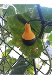 5 Adet Nadir Siyah Sarı Kabak Yeni Tohum Tropikal Süs Kabağı Tohumu Saksı Toprak Hediyemiz - 1