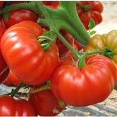 30 Adet Tohum Erkenci Iri Marmande Domates Tohumu Domates Tohumu Organik Saksı Topralı - 1