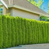 100 Adet Tohum Çit Mazı Tohumu Çit Mazısı Tohumu Mazı Fidan Tohumu Saksı Toprak Hediyemizdir - 1